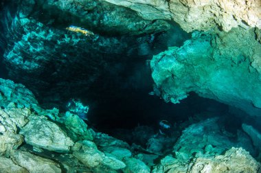 Scuba diving hipotermik Tajma Ha Meksika