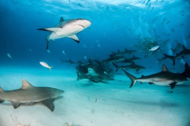 Resim, Bahamalar 'daki Karayip resif köpekbalığını gösteriyor.
