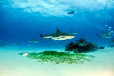 Resim, Bahamalar 'daki Karayip resif köpekbalığını gösteriyor.