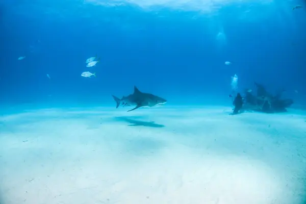 Picture Shows Tiger Shark Tigerbeach Bahamas — Stock Photo, Image