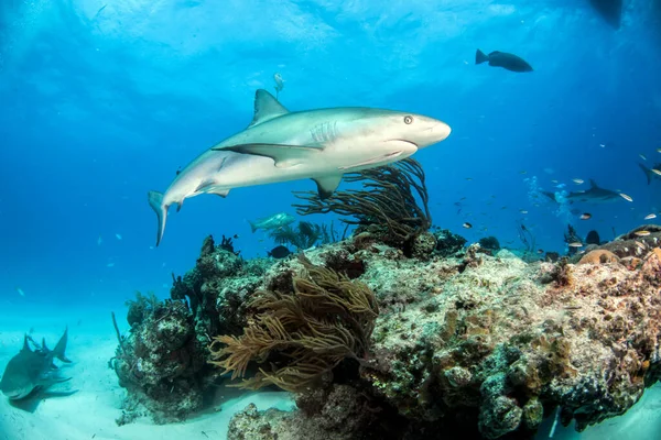 写真はバハマのカリブ海のサンゴ礁のサメを示しています — ストック写真