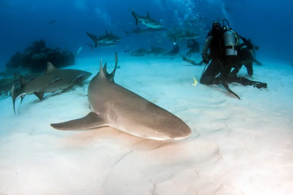 Foto Muestra Tiburón Limón Las Bahamas —  Fotos de Stock