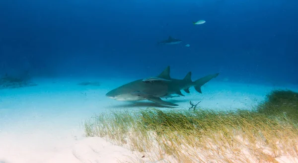 Bild Zeigt Einen Zitronenhai Auf Den Bahamas — Stockfoto