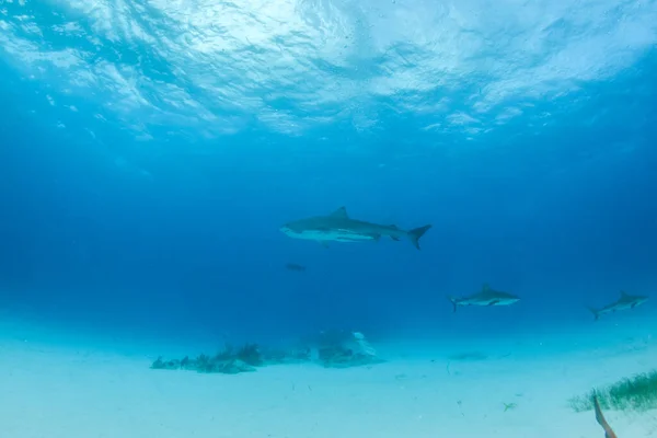 Φωτογραφία Δείχνει Έναν Καρχαρία Τίγρη Στην Παραλία Τίγρης Μπαχάμες — Φωτογραφία Αρχείου