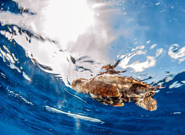 Zdjęcie Pokazuje Uwolnienie Żółwia Morskiego Bahamach — Zdjęcie stockowe