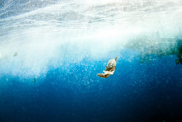 Picture shows a Sea Turtle release at the Bahamas