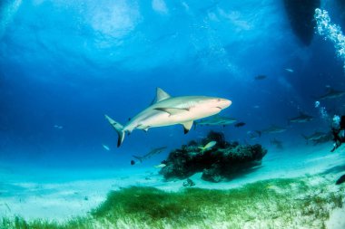 Resim, Bahamalar 'daki Karayip resif köpekbalığını gösteriyor.