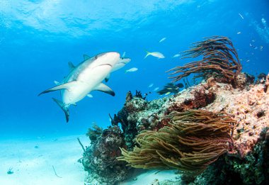Resim, Bahamalar 'daki Karayip resif köpekbalığını gösteriyor.