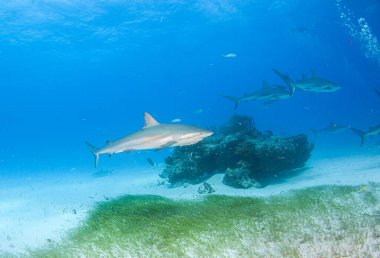 Resim, Bahamalar 'daki Karayip resif köpekbalığını gösteriyor.