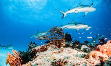 Resim, Bahamalar 'daki Karayip resif köpekbalığını gösteriyor.