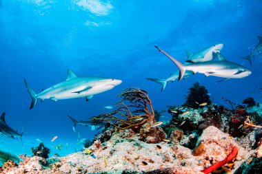 Resim, Bahamalar 'daki Karayip resif köpekbalığını gösteriyor.