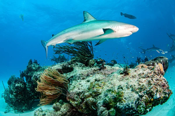 Foto Muestra Tiburón Arrecife Del Caribe Las Bahamas —  Fotos de Stock