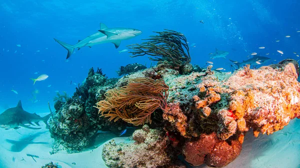 바하마 제도에 카리브해의 산호초 — 스톡 사진
