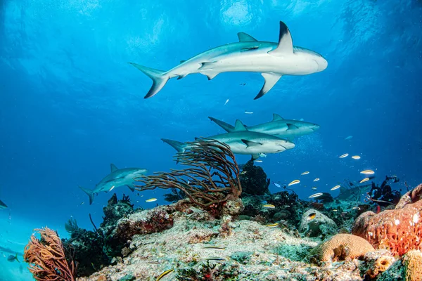 Foto Muestra Tiburón Arrecife Del Caribe Las Bahamas — Foto de Stock