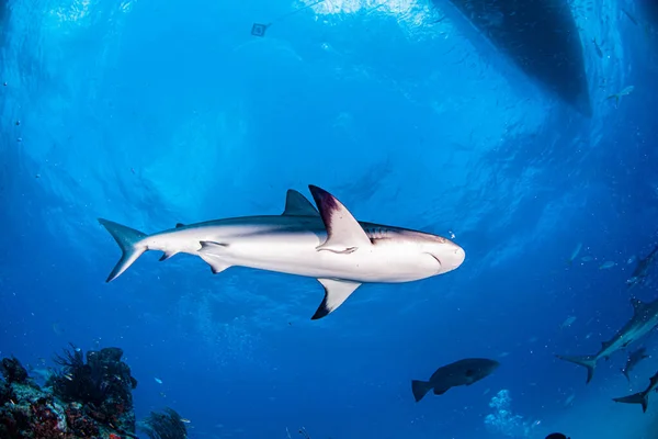 Bilden Visar Karibisk Revhaj Vid Bahamas — Stockfoto