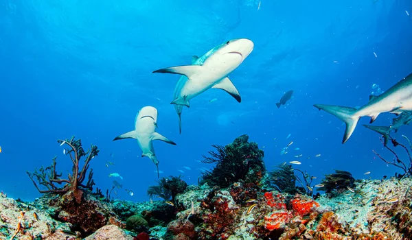 写真はバハマのカリブ海のサンゴ礁のサメを示しています — ストック写真