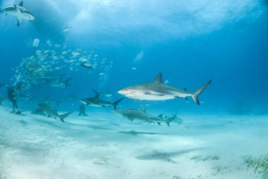 Resim, Bahamalar 'daki Karayip resif köpekbalığını gösteriyor.