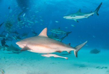 Resim, Bahamalar 'daki Karayip resif köpekbalığını gösteriyor.