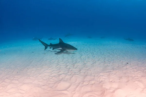 图为巴哈马群岛上的一头公牛鲨 — 图库照片