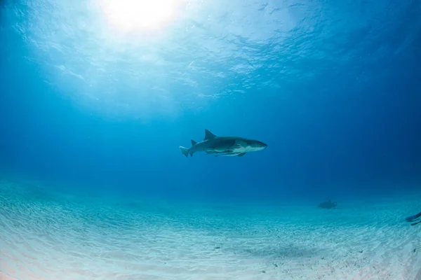 Bilden Visar Sjuksköterska Haj Bahamas — Stockfoto