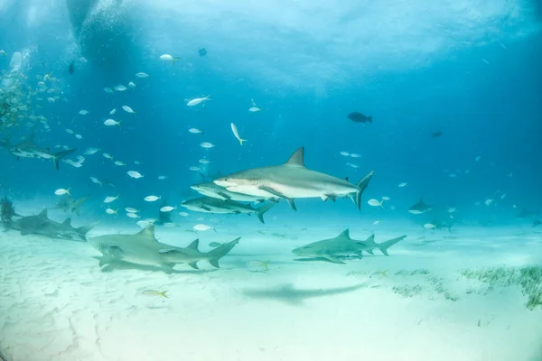 Φωτογραφία Δείχνει Καρχαρίες Υφάλων Της Καραϊβικής Και Καρχαρίες Λεμονιού Στις — Φωτογραφία Αρχείου