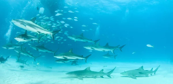 Φωτογραφία Δείχνει Καρχαρίες Υφάλων Της Καραϊβικής Και Καρχαρίες Λεμονιού Στις — Φωτογραφία Αρχείου