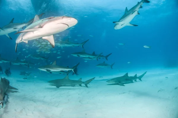 Foto Muestra Tiburón Arrecife Del Caribe Las Bahamas —  Fotos de Stock