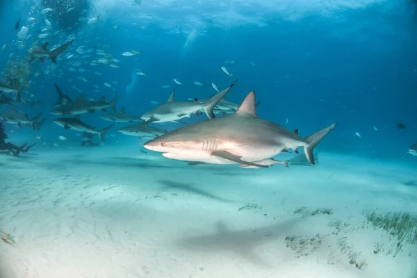 Foto Muestra Tiburón Arrecife Del Caribe Las Bahamas —  Fotos de Stock