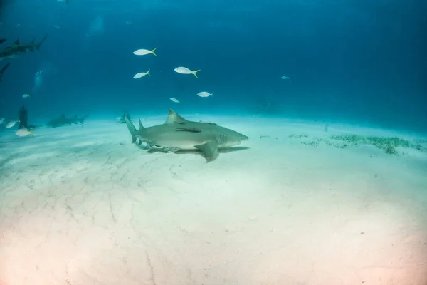 Bild Zeigt Einen Zitronenhai Auf Den Bahamas — Stockfoto