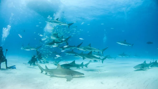 Foto Muestra Tiburón Limón Las Bahamas —  Fotos de Stock