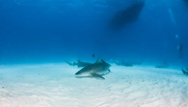 写真はバハマでのブルサメを示しています — ストック写真