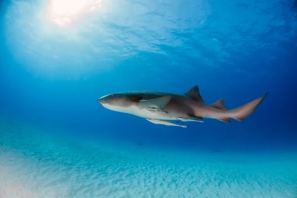 Bilden Visar Sjuksköterska Haj Bahamas — Stockfoto