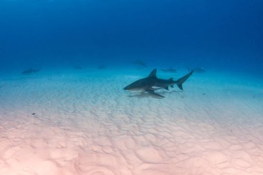Resim, Bahamalar 'da bir boğa köpekbalığını gösteriyor.