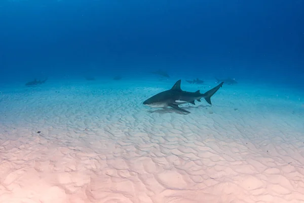 Bilden Visar Tjurhaj Bahamas — Stockfoto