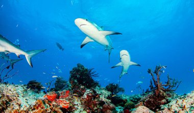 Resim, Bahamalar 'daki Karayip resif köpekbalığını gösteriyor.
