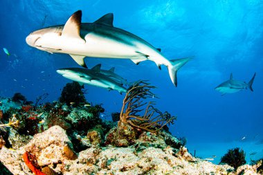 Resim, Bahamalar 'daki Karayip resif köpekbalığını gösteriyor.