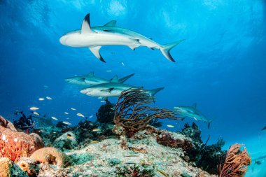 Resim, Bahamalar 'daki Karayip resif köpekbalığını gösteriyor.