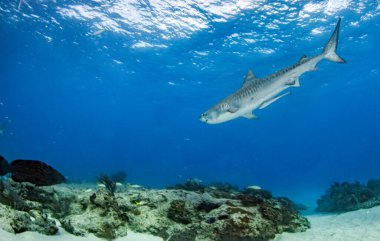 Resim Tigerbeach, Bahamalar 'da bir kaplan köpekbalığını gösteriyor.