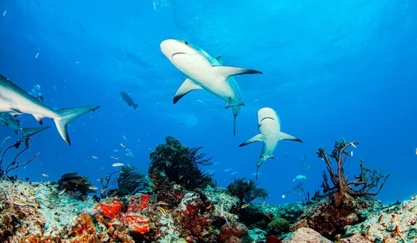 Фотографії Зображена Карибська Акула Риф Багамах — стокове фото