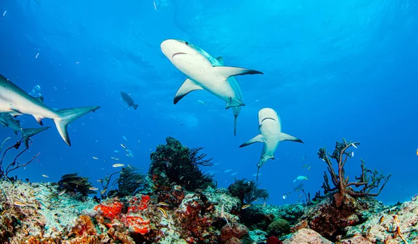 Foto Muestra Tiburón Arrecife Del Caribe Las Bahamas —  Fotos de Stock