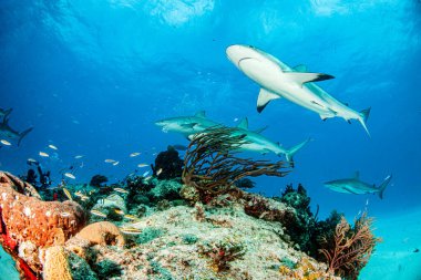Resim, Bahamalar 'daki Karayip resif köpekbalığını gösteriyor.