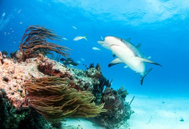 Resim, Bahamalar 'daki Karayip resif köpekbalığını gösteriyor.