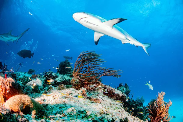 Imagem Mostra Tubarão Recife Caribenho Nas Bahamas — Fotografia de Stock