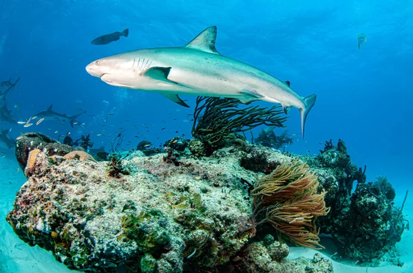 写真はバハマのカリブ海のサンゴ礁のサメを示しています — ストック写真