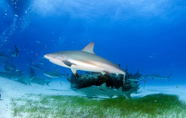 Bild Zeigt Einen Karibischen Riffhai Vor Den Bahamas — Stockfoto