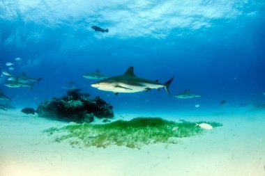 Resim, Bahamalar 'daki Karayip resif köpekbalığını gösteriyor.