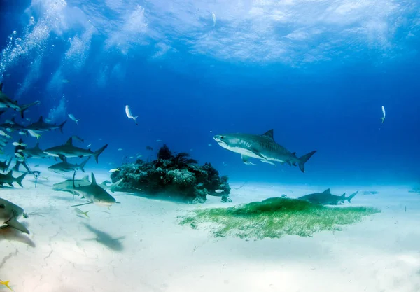 Resim Tigerbeach Bahamalar Bir Kaplan Köpekbalığını Gösteriyor — Stok fotoğraf