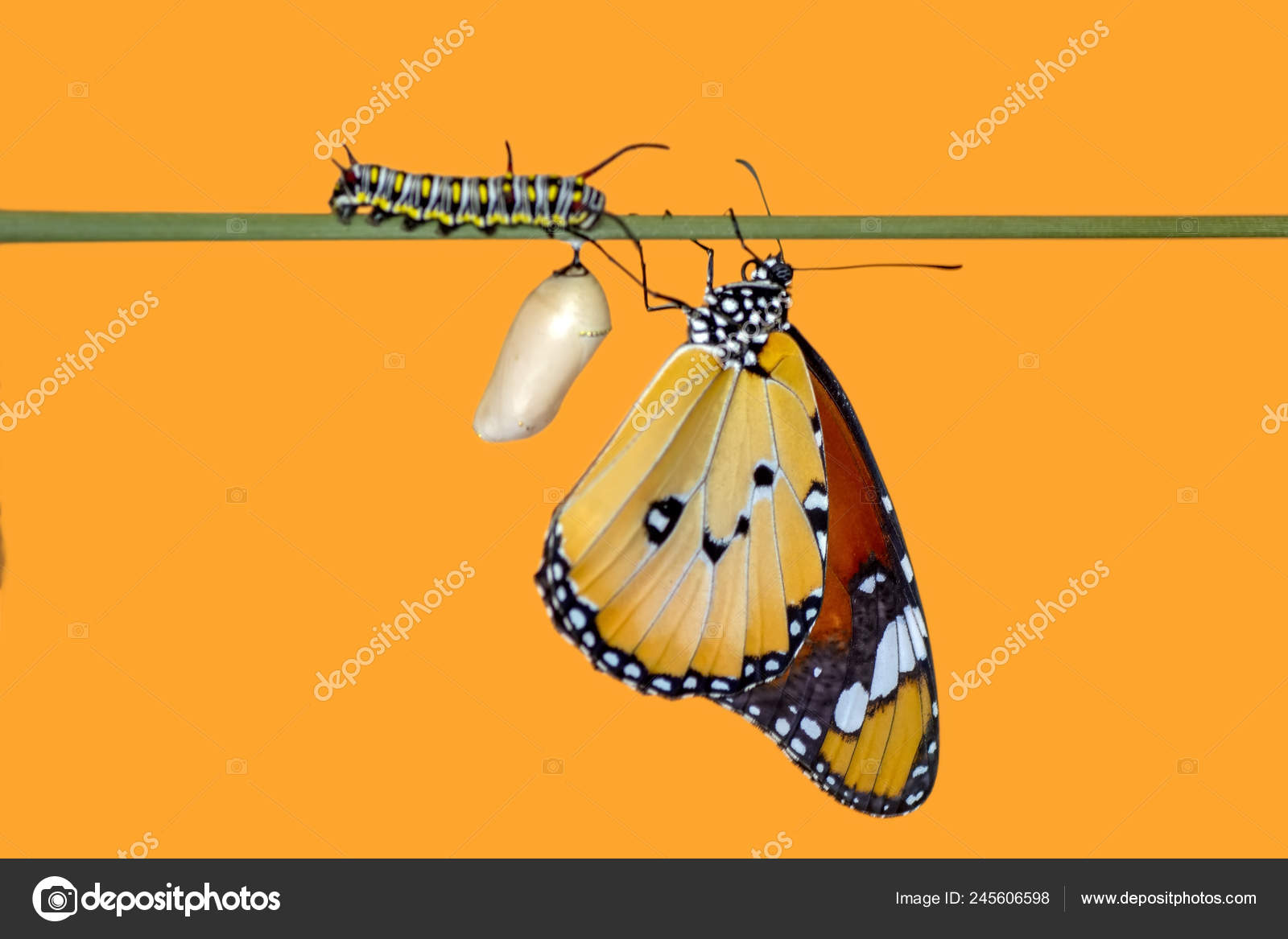 Momento Increíble Mariposa Monarca Emergiendo Crisálida — Foto de stock  #245606598 © Blackdiamond67, image size:1600x1167