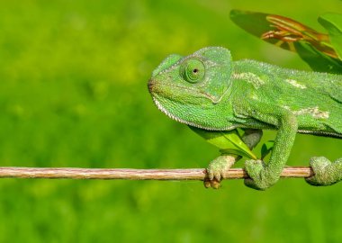 Makro çekimler, Güzel doğa sahnesi Yeşil bukalemun 
