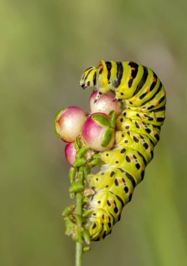 Swallowtail - stok görüntü güzel aterpillar